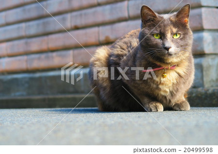 坐在塊籬芭前面的Sabi貓 坐在塊籬芭前面的Sabi貓 20499598