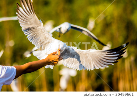 Seagull take food Seagull take food 20499661