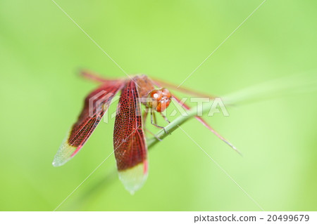 Sungei Buloh Wildlife Reserve, Singapore 20499679