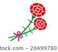 Carnation  20499780
