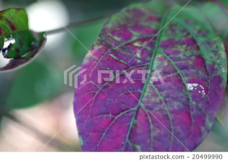 Autumn leaves Autumn leaves 20499990