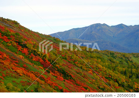 北海道的秋葉 20500103