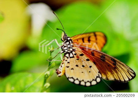 Butterflies on Coney Island, Singapore 20500209
