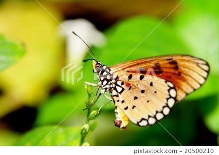 Butterflies on Coney Island, Singapore 20500210
