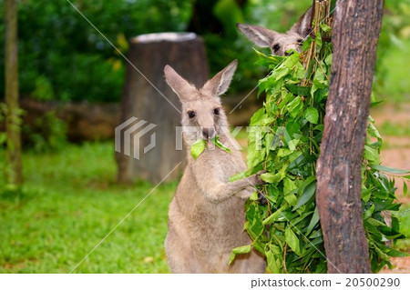 Singapore zoological gardens 20500290
