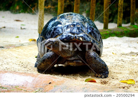 Singapore zoological gardens 20500294