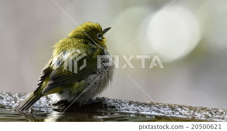 White-eye 20500621