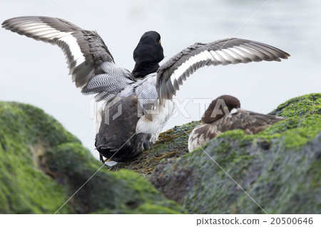 一隻麻雀 一隻麻雀 20500646