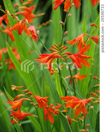 Montoburechia Montoburechia 20500733