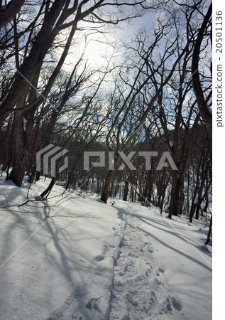 走在新鮮的雪森林裡 20501136