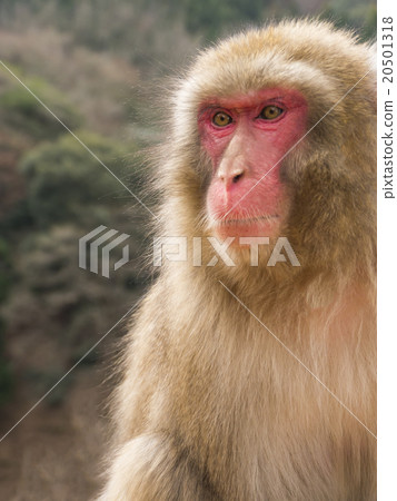 Japanese macaque Japanese macaque 20501318