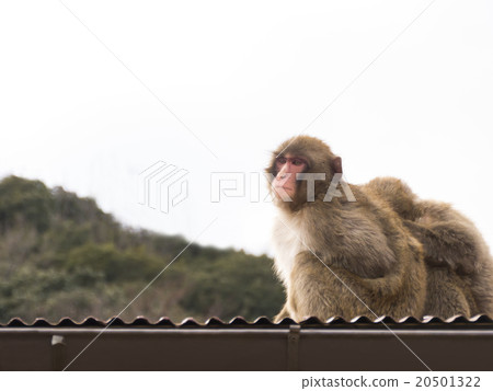 Japanese macaque 20501322