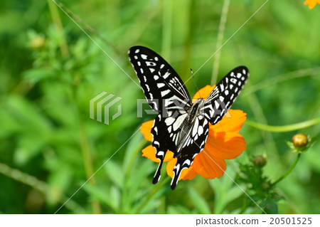 蝴蝶被困在一朵花 20501525