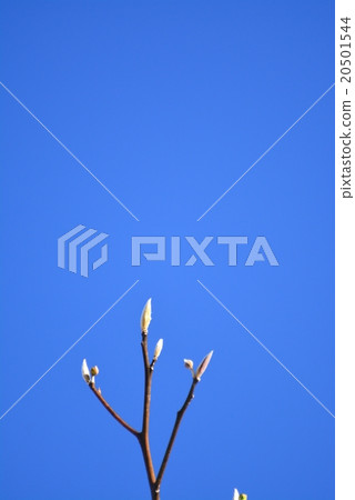 Tree bud bud Tree bud bud 20501544