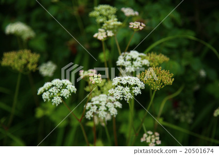 Hokkaido Todowara Noshi peninsula 20501674