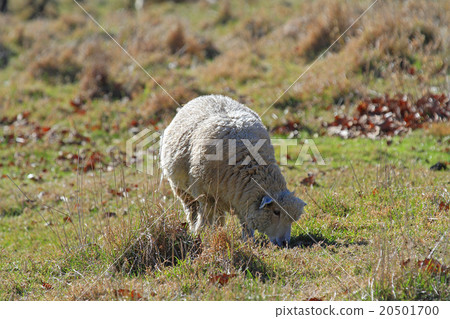 Grazing sheep　 20501700