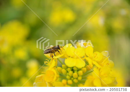A bee stuck to rape blossoms A bee stuck to rape blossoms 20501738
