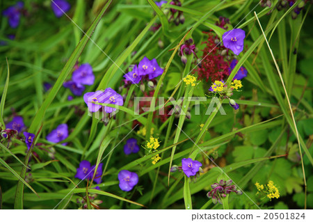Hokkaido Biwase Observatory Deck Flower 20501824