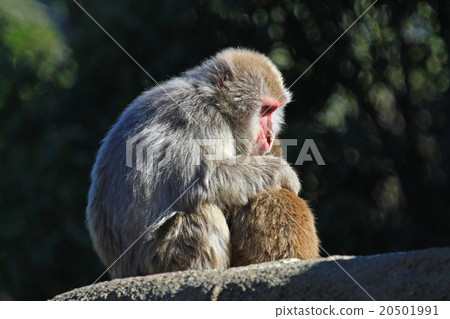 Parent and child of Japanese monkey Parent and child of Japanese monkey 20501991