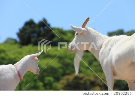 山羊在東京村莊 20502295