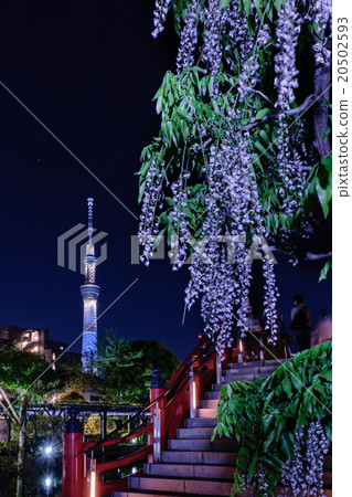 Tokyo Sky Tree and Wisteria Wisteria 20502593