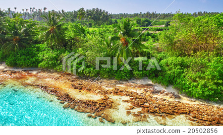 Shoreline of a tropical island in the Maldives 20502856
