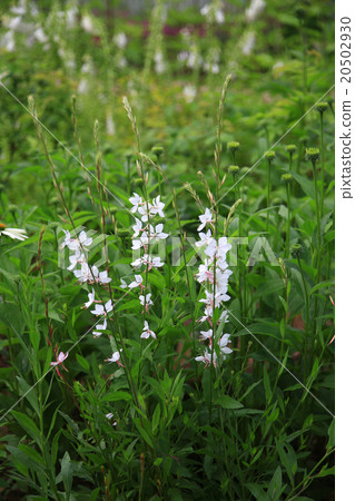 Hokkaido heavy snow forest garden 20502930