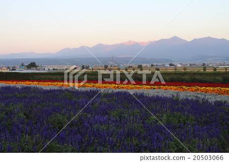 Flower fields and Tokachi 20503066