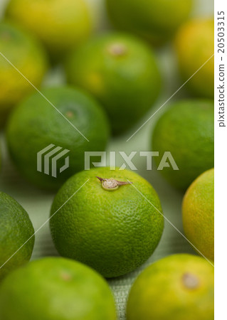 Sudachi Sudachi 20503315