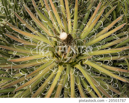 top view of cactus top view of cactus 20503787