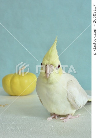 玄鳳鸚鵡 20505117