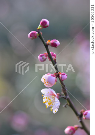 梅花 梅花 20505331