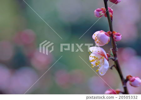 拜林的春天 拜林的春天 20505332