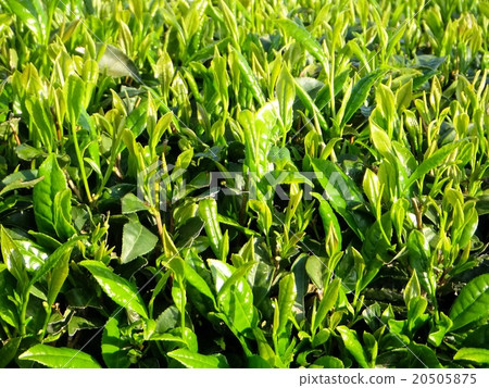 新茶變焦 20505875