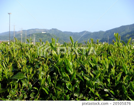 新的一季茶 新的一季茶 20505876