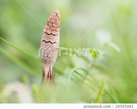 筑紫 筑紫 20505891