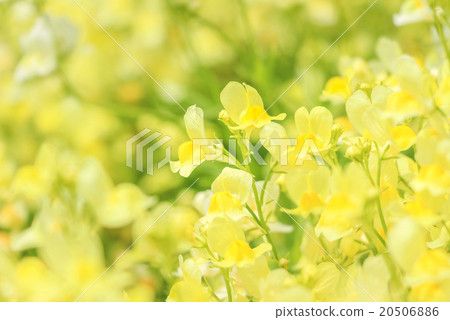 Gimprella,孔雀魚,公主金魚草 Gimprella,孔雀魚,公主金魚草 20506886