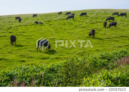 Sōya Hillside summer 20507023