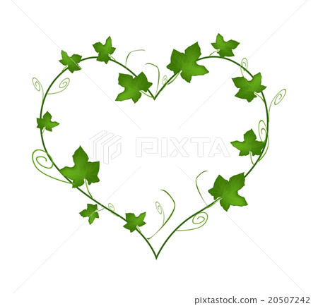 Green Ivy Leaves in Beautiful Heart Shape 20507242
