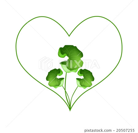 Fresh Asiatic Pennywort Plant in Heart Shape 20507255