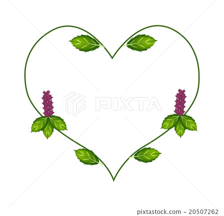 Thai Basil Leaves and Flowers in A Heart Shape Stock