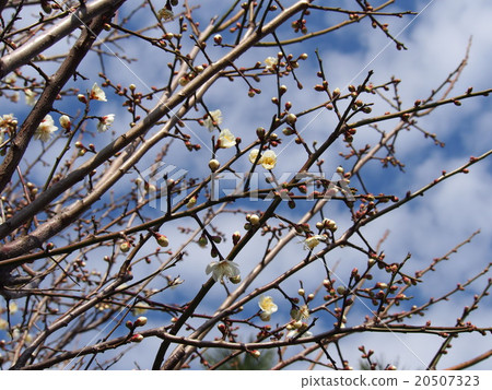 white plum blossom white plum blossom 20507323