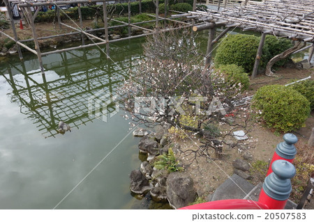Kameido Tenjin's pond and plum 20507583
