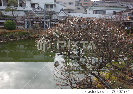 Kameido Tenjin's pond and plum 20507585