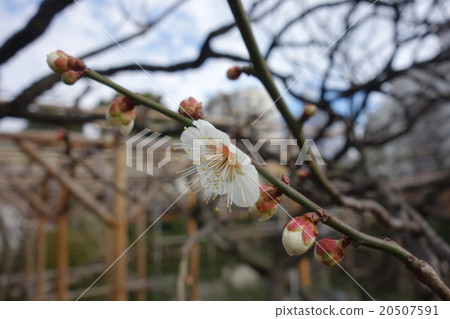 Plum Festival White Plum 20507591