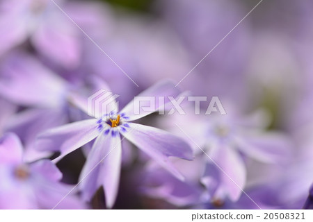 春夏淺紫色地毯地毯櫻花盛開可愛的花瓣 春夏淺紫色地毯地毯櫻花盛開可愛的花瓣 20508321