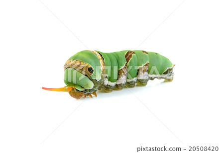 Close up caterpillar isolated on the white Close up caterpillar isolated on the white 20508420