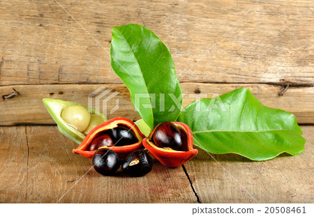 sweet chestnuts (Sterculia monosperma) on wooden  20508461