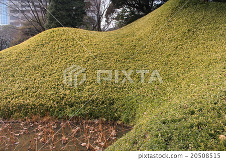 竹竹草 竹竹草 20508515