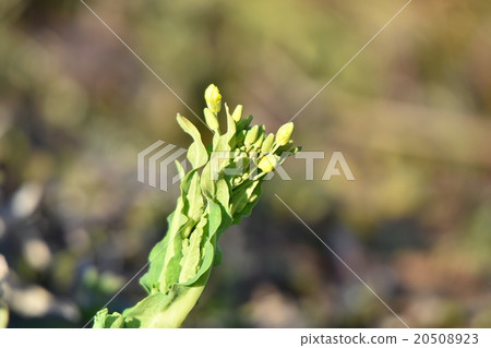 Rape blossoms Rape blossoms 20508923